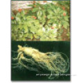 Professional manufacture supply natural Ginseng P.E